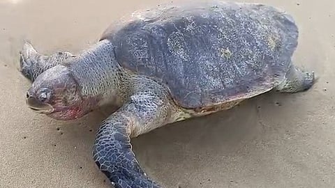 Olive Ridley turtle washed ashore