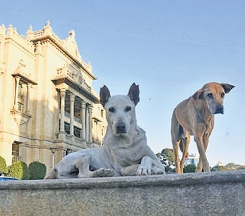 To prevent the strays from entering their premises, the institutions and organisations have been directed to build compound walls or erect fences around them