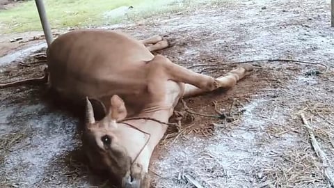 A cow which had allegedly died from a big bite near Molaiyanoor village.
