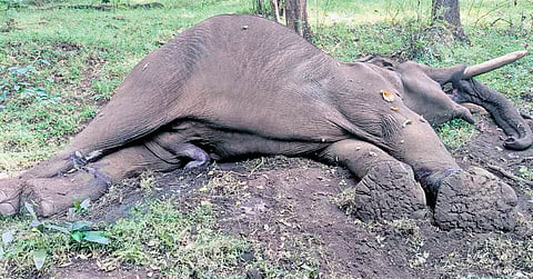 The jumbo was found dead at Manthirimattam on Wednesday afternoon