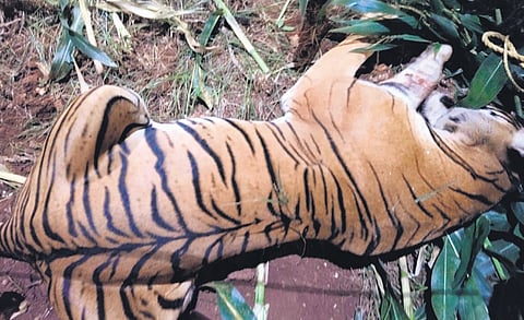 The tigress was trapped in a maize field at Hanagodu Forest Range on Friday.