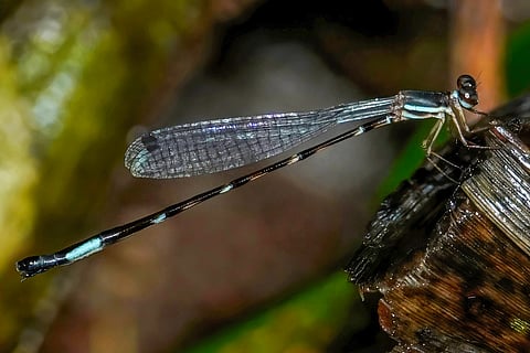 Entomologists say the presence of the recently recorded Kodagu Shadowdamsel is an indicator of a healthy environment and low pollution levels as it needs the best of environments to breed.