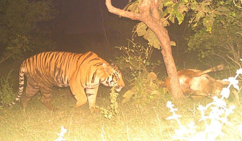The tiger killed two cows and one ox in the village and dragged the carcasses into a nearby maize field.