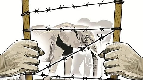 One of the reasons that has been identified why the wild animals are straying into human habitat is because of the deteriorating wild ecosystem.