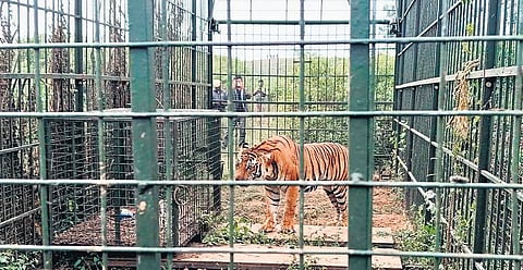 The male tiger, named ‘GFDT32’, was captured and released inside the reserve forest in Mudumalai Tiger Reserve without sedation on Saturday night.