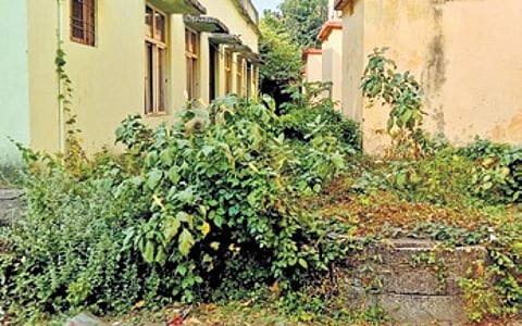 Overgrown bushes at the backside of RNT college | RASHMIRANJAN MOHAPATRA