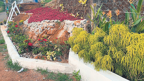 The roadside garden set up on the Aripra-Mannaramba stretch in Angadipuram panchayat, Malappuram
