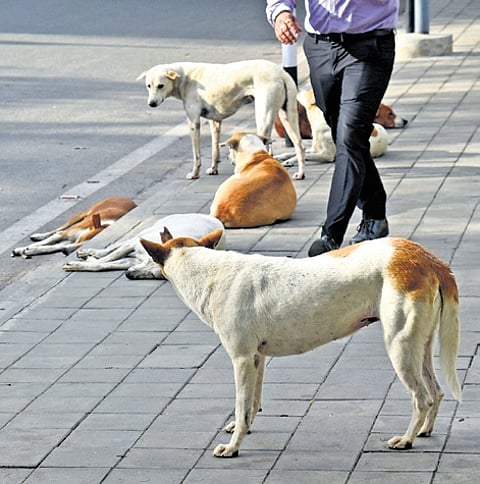 As per the GBA order, schools are asked to submit the report on the number of dogs within three business days