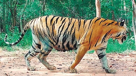 Conducted once every four years, the exercise is not merely a tiger count but a sweeping ecological investigation that maps carnivores, herbivores, vegetation health, and the growing pressures of human disturbance.