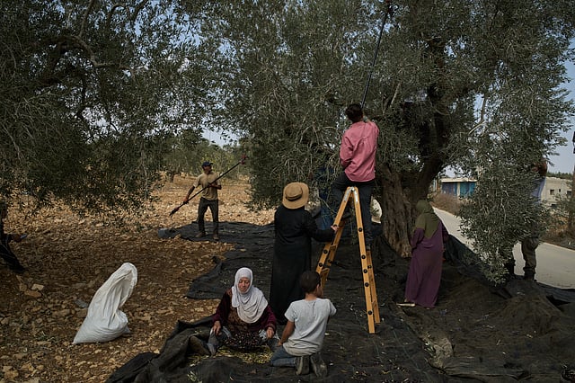 Palestinian Halwa Shbana, 72, collects olives with the assistance of foreign volunteers in the West Bank village of Sinjil, Thursday, Nov. 13, 2025.