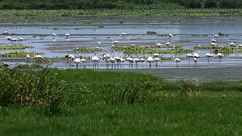 Pallikaranai ground-truth exercise over, TN tells HC