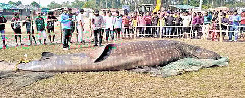 Locals gather around the carcass of the whale shark in Balasore | Express