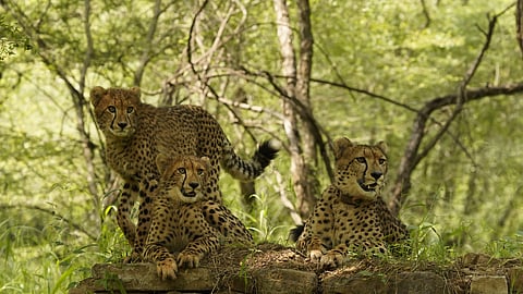 South African female cheetah, Veera, and her ten-month-old twin cubs.