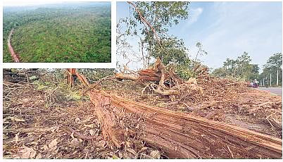 Uprooted trees mark the tornado’s destruction; forest begins to grow (right) after the natural disaster in Tadvai, Eturunagaram Wildlife Sanctuary, Mulugu