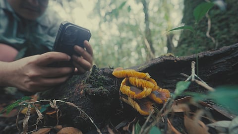 Mushroom Keepers (above) explores the relationship indigenous people in Meghalaya share with the fungi