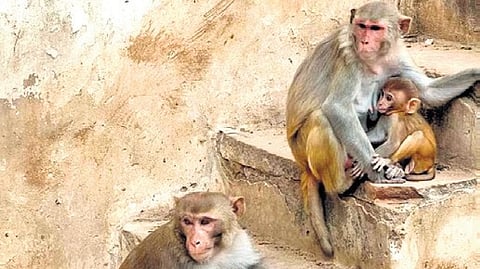 Pictures for Monkey menace in the villages in Karimnagar district.