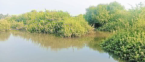 West Godavari Narasapuram area mangroves forest