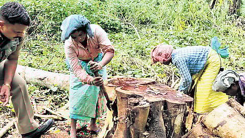 Senna is just one part of Tamil Nadu’s larger ecological challenge