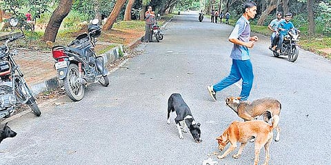 There are around 250 dogs on the Bangalore University campus