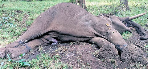 Rolex, a wild elephant relocated to Manthirimattam forest in Anamalai Tiger Reserve in October, was found dead on November 27.