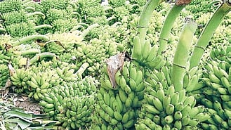 Adding to the crisis, many plantations are reporting Panama virus infestations, which hinder growth and result in smaller, weaker fruit.