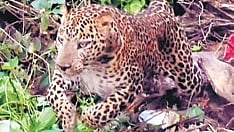 Youth injured in leopard attack in Mandya