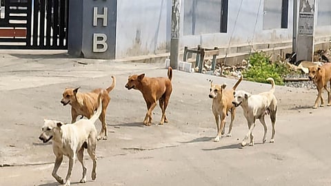 Image of stray dogs used for representational purposes only.