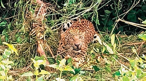 The leopard trapped in the snare