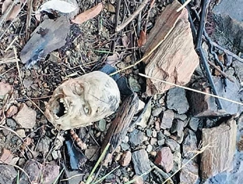 The severed head of the deceased Lake Podiami has been recovered from a river bank in Namkonda , some 5 km from Kalimela today after seven days of the murder of Podiami.