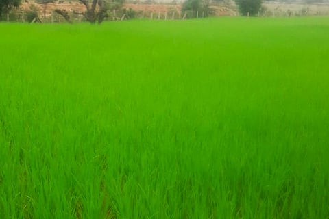 Sivan Samba a traditional variety of rice cultivated organic method