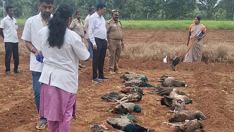 A team of veterinarians from Kuppam and K. Paramathi arrived at the spot on Wednesday and conducted a post-mortem examination, which confirmed that the peafowls had died due to consuming poisoned food.