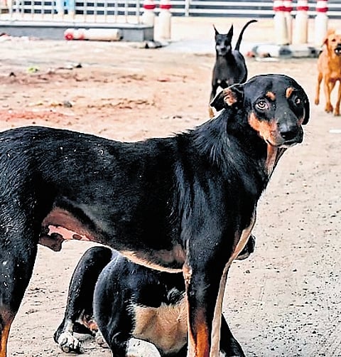 Ranchi Diary | New SOP to tackle stray dog menace in state
