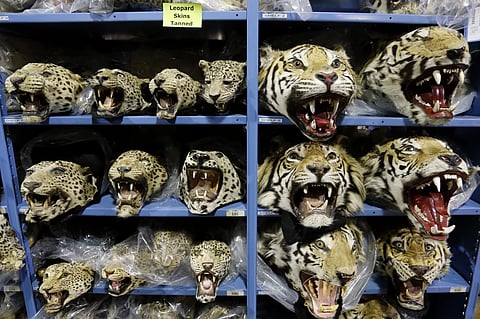In this Oct. 20, 2015 photo, illegally trafficked leopard and tiger heads stored by the U.S. Fish and Wildlife Service’s Office of Law Enforcement fill the shelves of a warehouse inside the National Wildlife Property Repository in Commerce City, Colo.