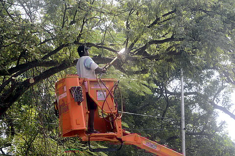 GCC workers prunig trees using hyydraulic lifts and saw at Guindy Industrial Estate