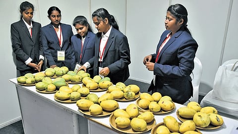 Organic mangoes displayed on eco-friendly plates at the AP Chambers Business Expo in Vijayawada on Friday.
