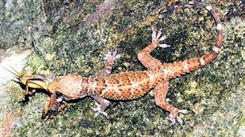 Kalinga rock gecko