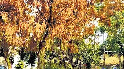 The picture shows a neem tree affected by neem dieback.