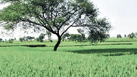 The Chief Minister said the objective of the Centre’s SASCI scheme is to incentivise states that integrate agriculture with digital systems.