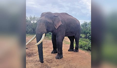 Rivaldo was recently spotted near Bokkapuram by a camera trap