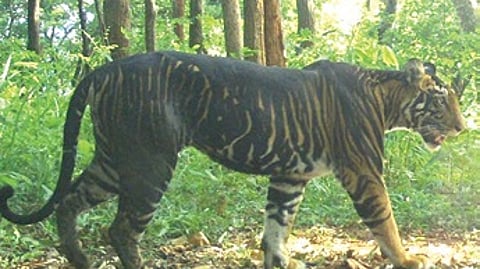 Melanistic tiger.