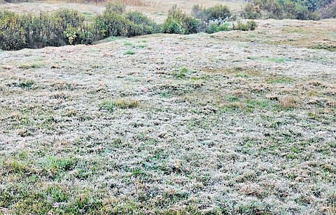 Frostfall experienced at the Chundavurrai estate in Munnar after the temperature dipped to 3°C on Monday.