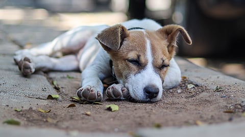 A puppy naps at a government hospital in Bangalore. The dog has been collared-up to prevent it from being removed out of the premises after the Supreme Court's recent order.