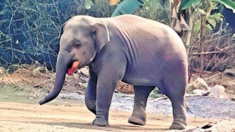 The wounded elephant in Baripada