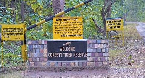 Corbett leads tiger census with 550 cameras