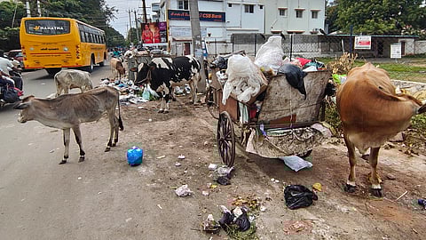 Garbage spilled out of the bin attracts stray animals near in Madurai.