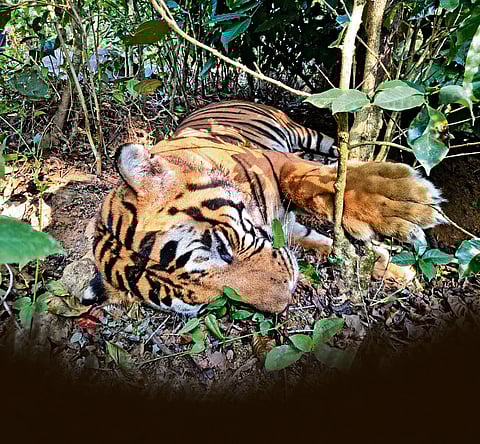 Deaths, conflicts & captures: The Karnataka tiger conundrum