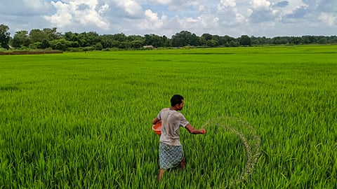 The relatively dry conditions during November and December further facilitated crop maturity and harvesting.