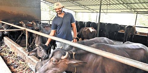 Mathewkutty Tom feeds his buffaloes natural and organic food