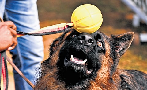 A German Shepherd balancing a ball on its head during the event.