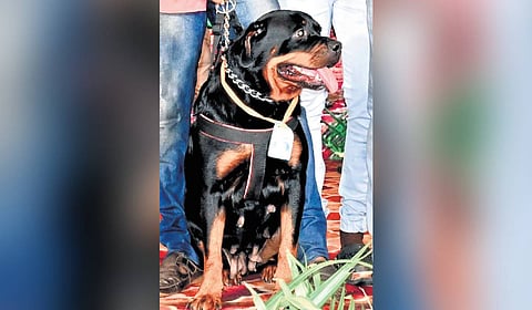 The move has raised concerns of abandonment of these breeds on to the streets for fear of paying the hefty fine, which might then increase the risk of the public being attacked by these breeds.